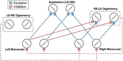 Negligible contribution of adaptation of ocular opponency neurons to the effect of short-term monocular deprivation